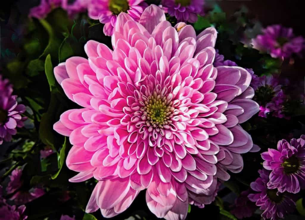 Chrysanthemum Flower