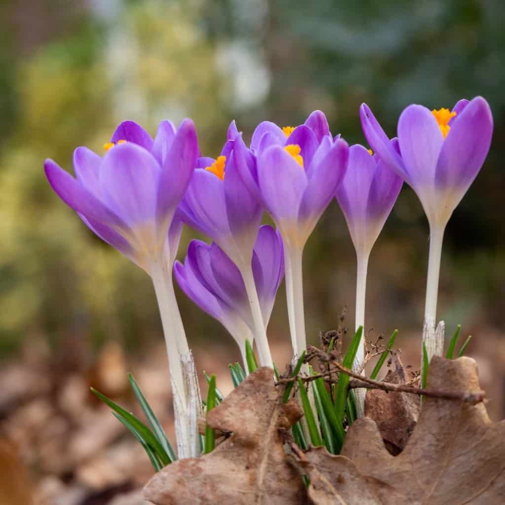 Crocus Flowering Plants