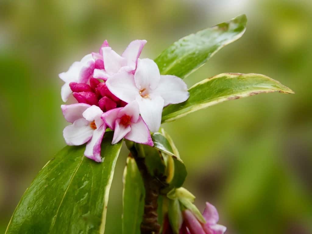 Daphne Flower