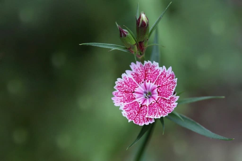 Dianthus Flower of the Gods