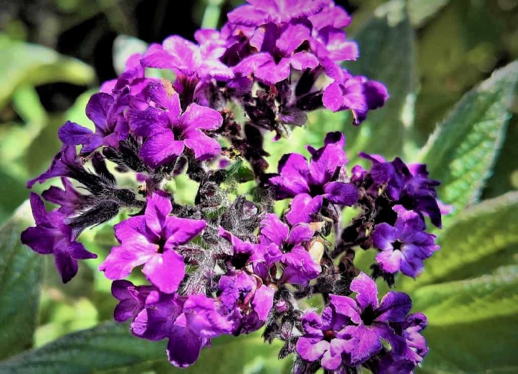 Heliotrope Flowers