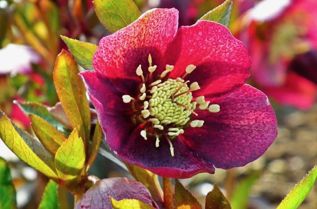 Hellebore Flower