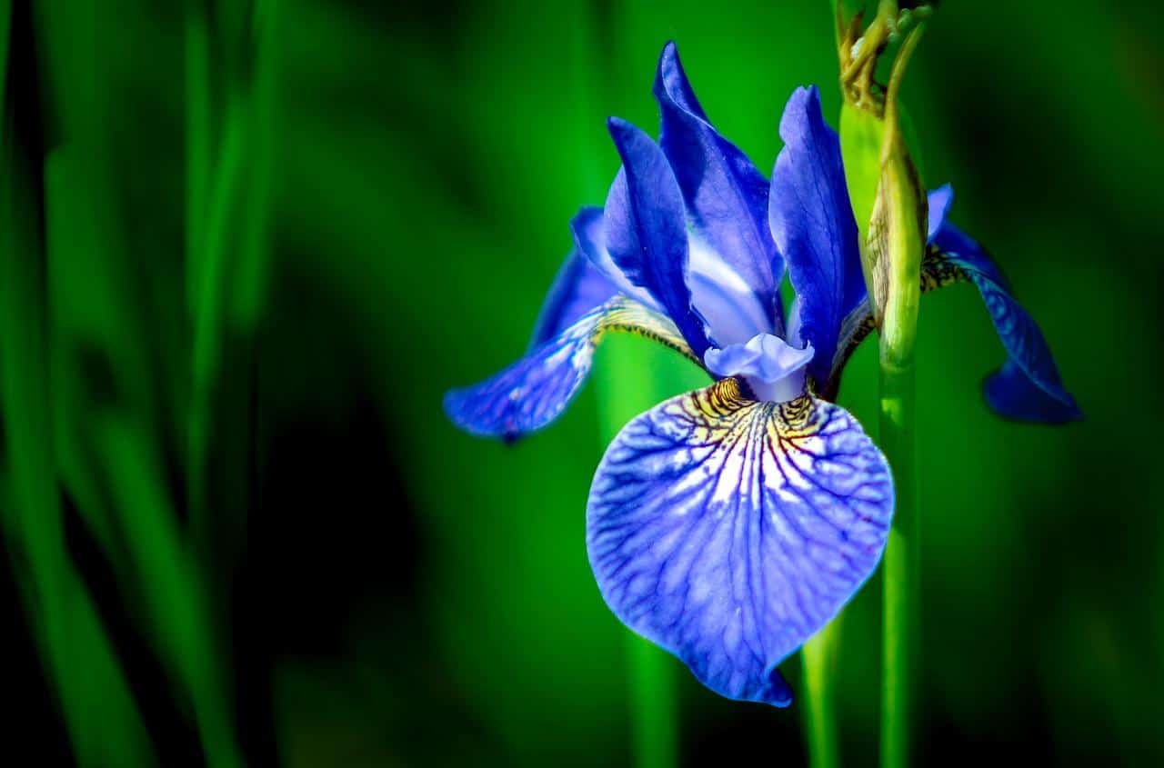 Iris Flower