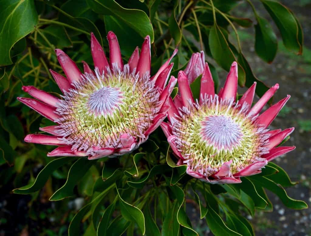 King Protea