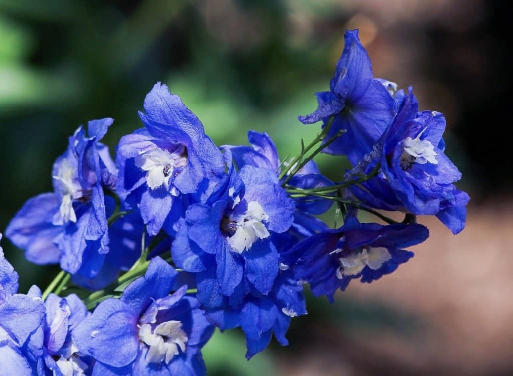 Larkspur Delphinium