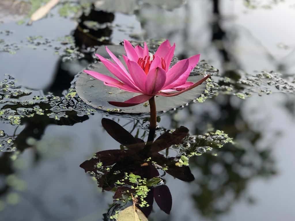 Pink Lotus Flower