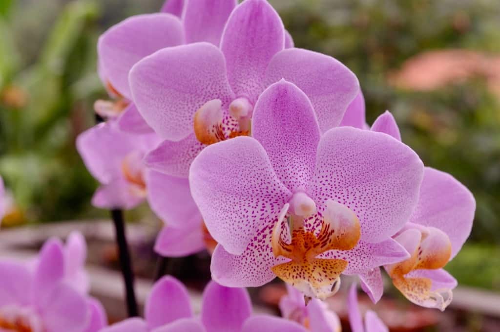 Pink Orchid Flowers