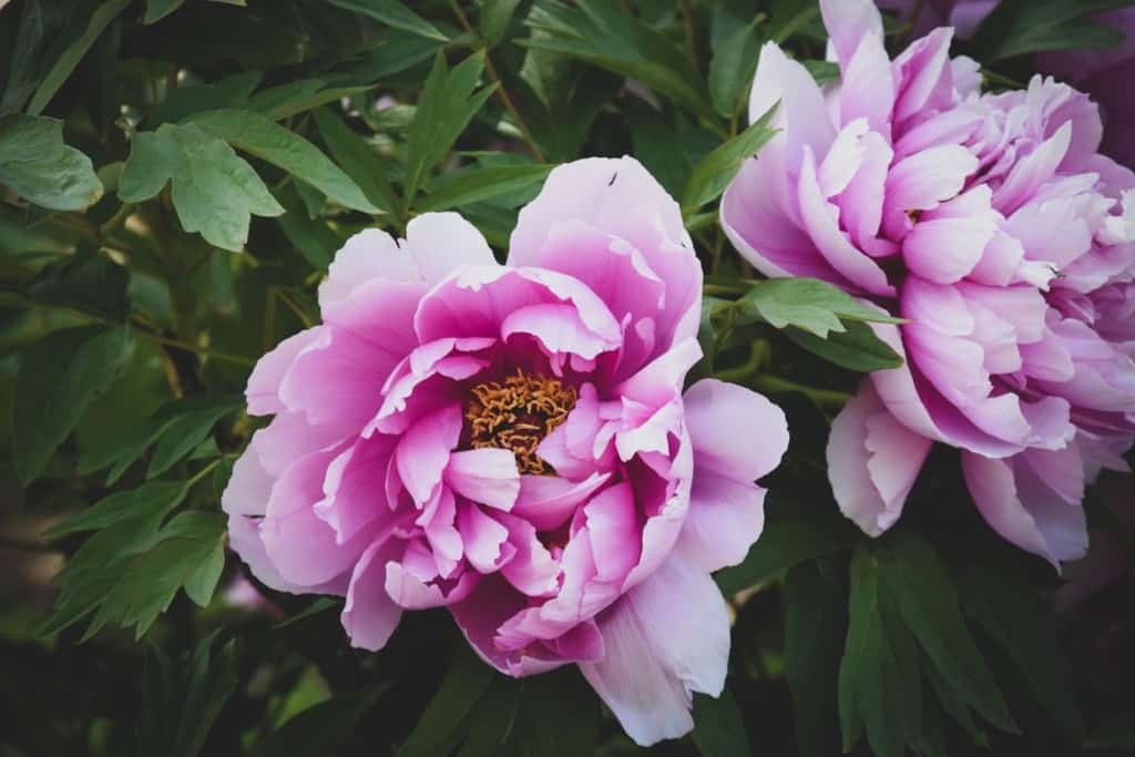 Pink Peony Flower