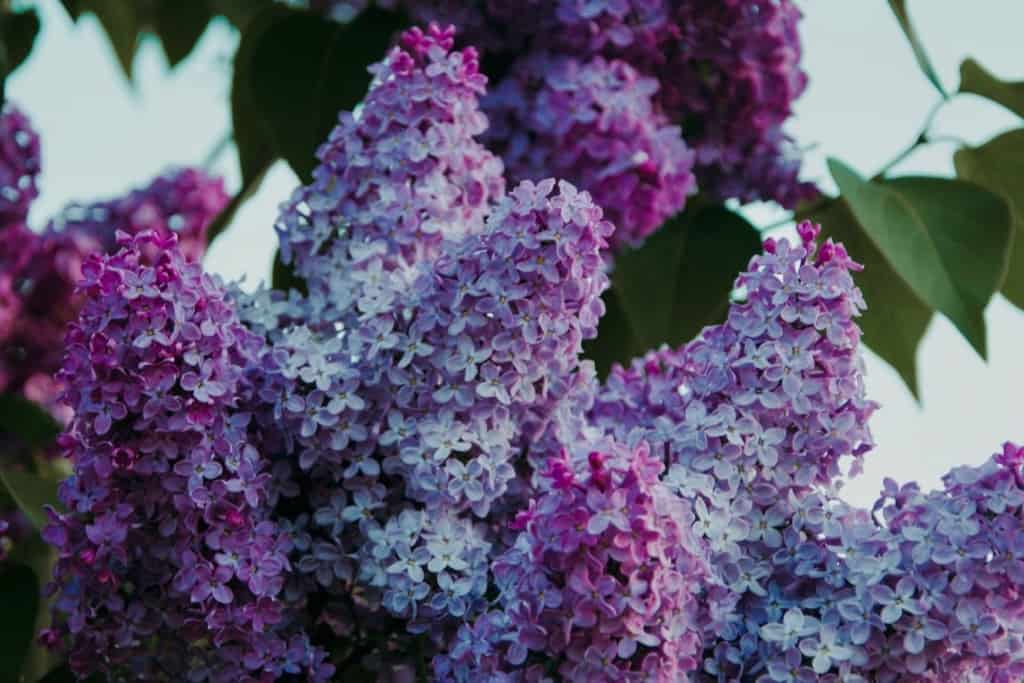 Purple Lilac Flowers