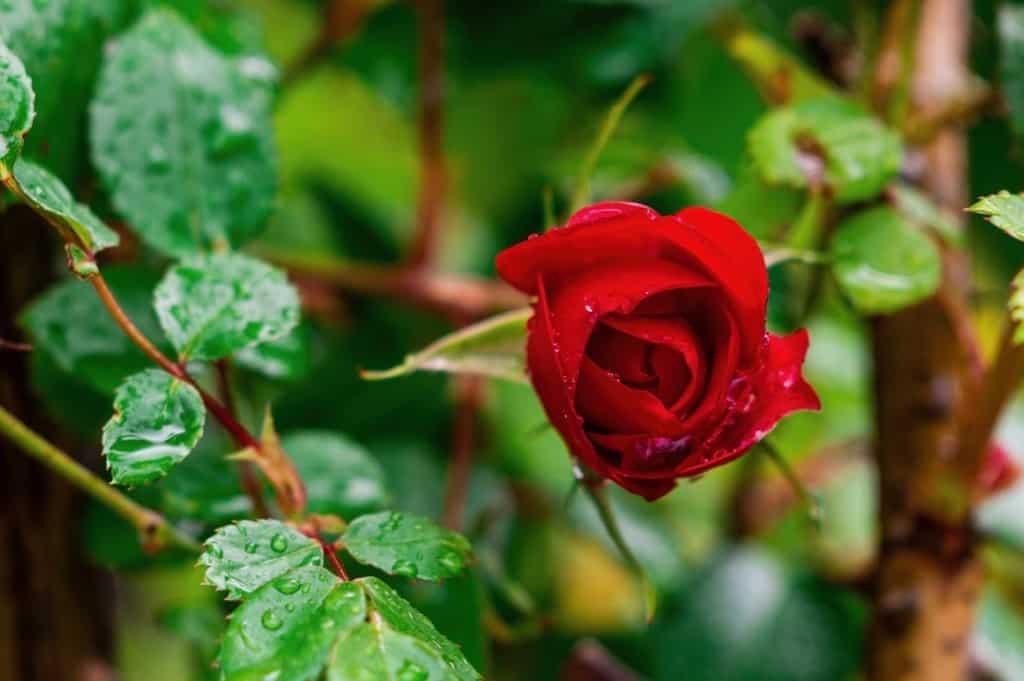 Red Rose Symbol of Love