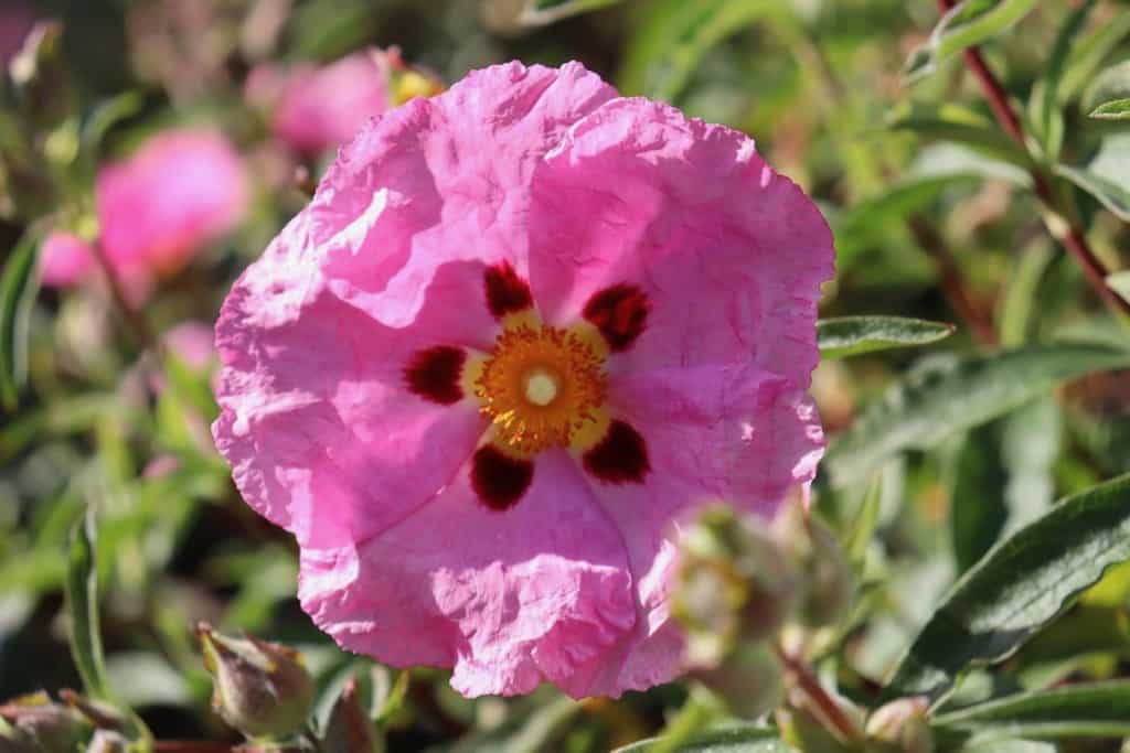 Rock Rose