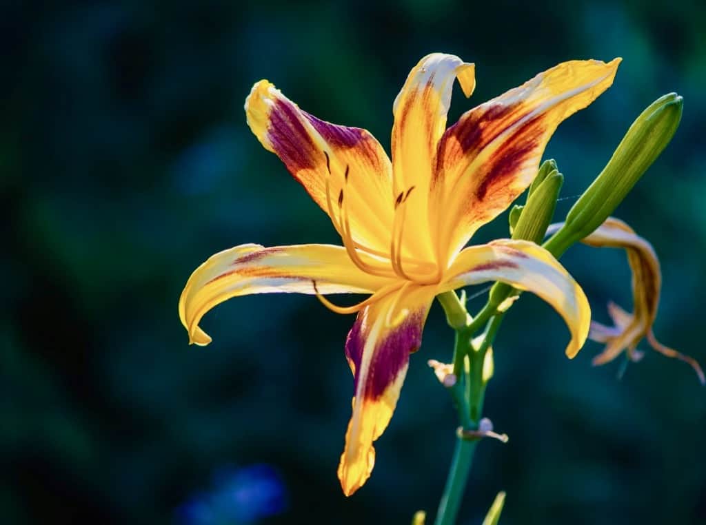 Yellow Lily Flower