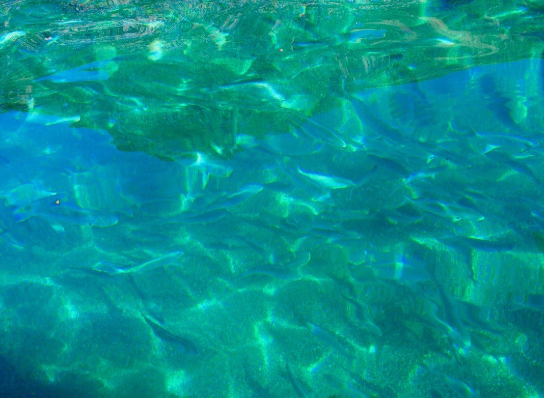 Fish swimming at Rapid Bay