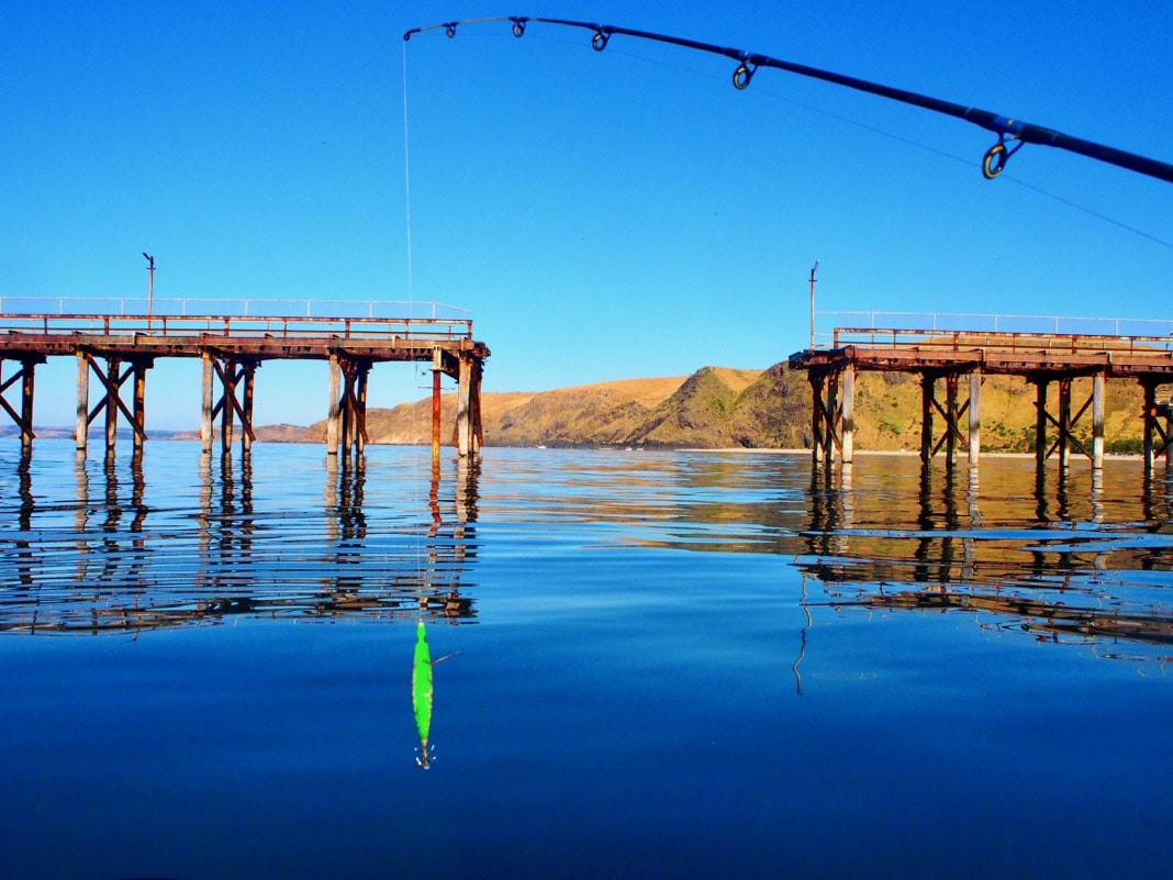 Squiding at Rapid Bay