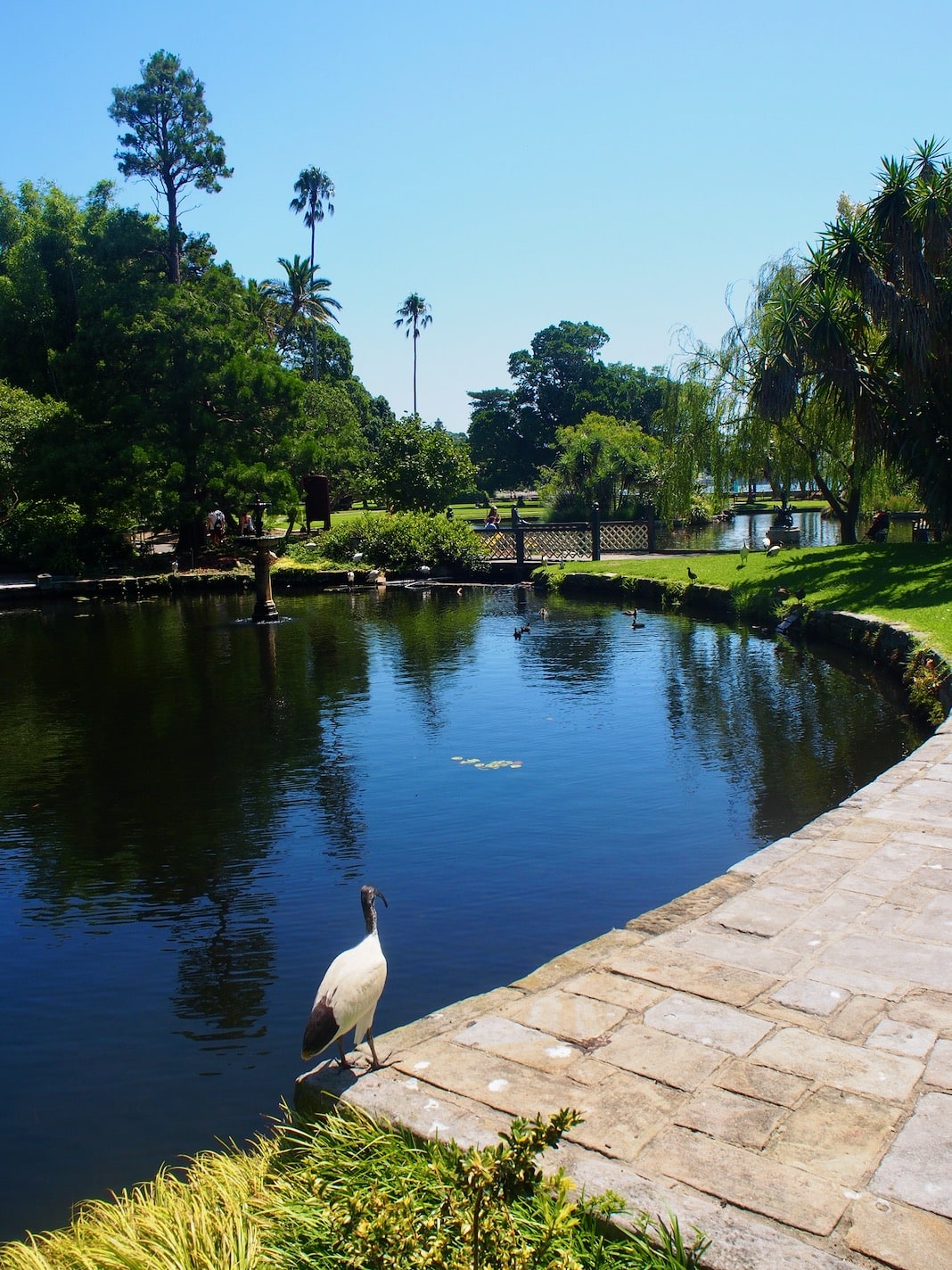 Royal Botanic Garden Sydney Lotus Pond in Summer