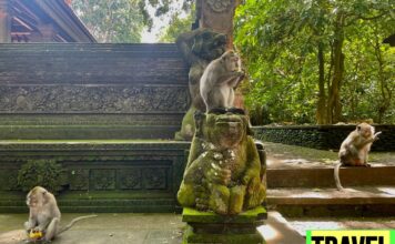 Ubud Monkey Forest Travel Guide