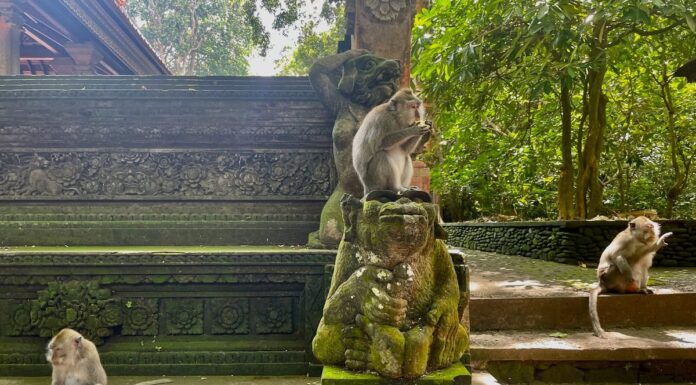 Ubud Monkey Forest Travel Guide