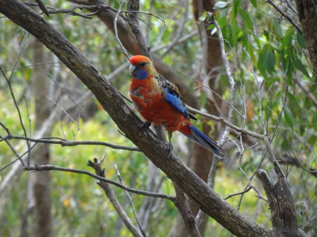 Adelaide Rosella Bird