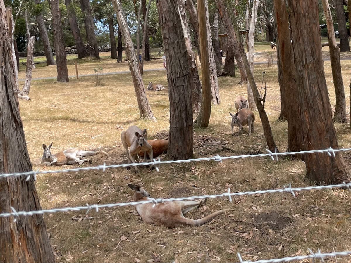 Cleland Wildlife Park Kangaroos