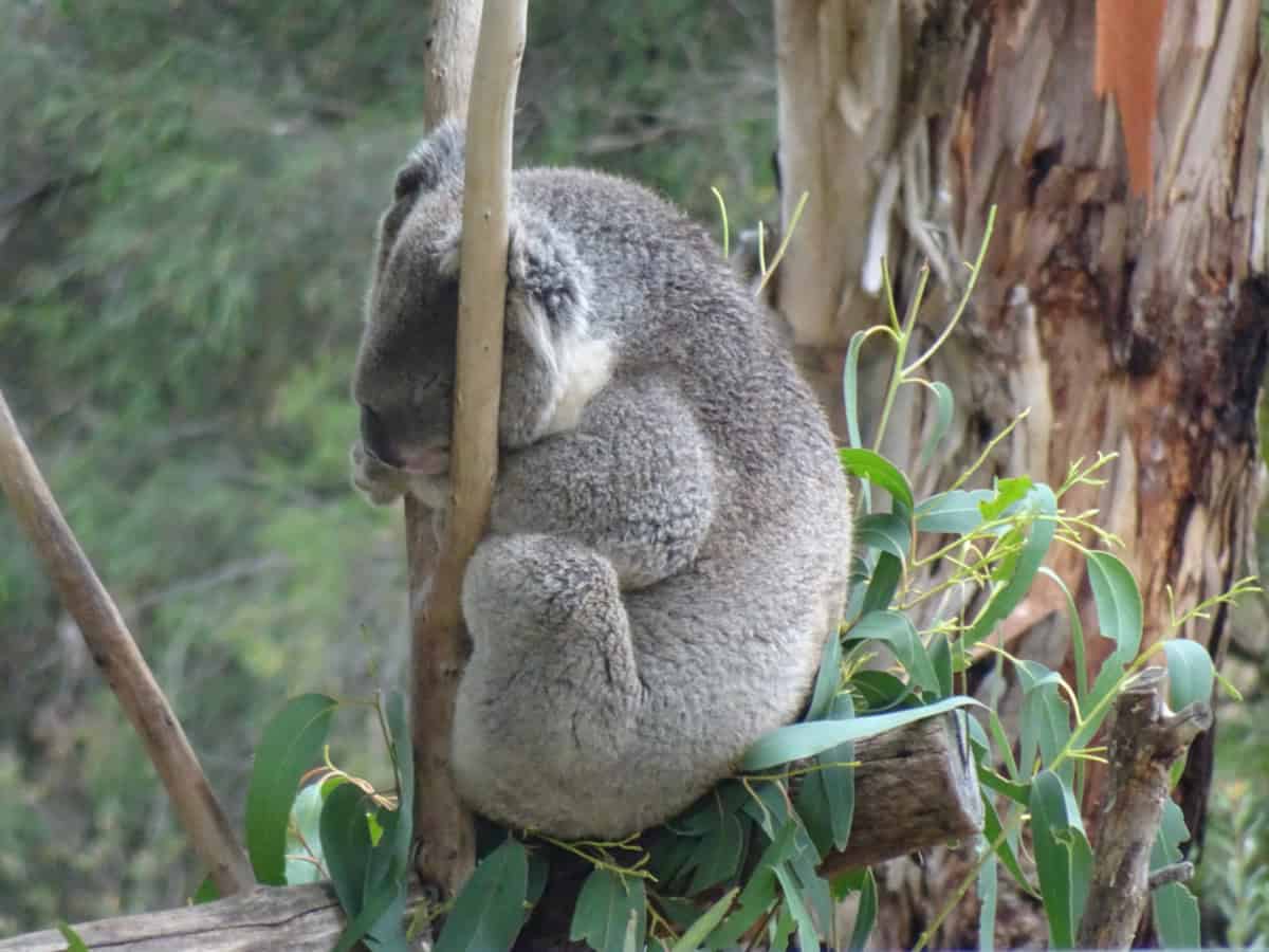 Cleland Wildlife Park Koala