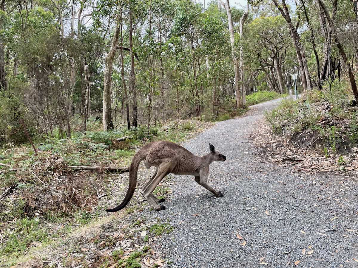 Kangaroo on Bilba Track leading to Cleland Wildlife Park