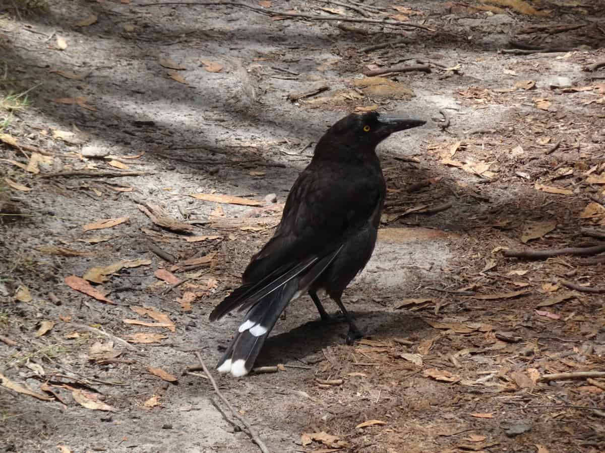 Pied Currawong Bird Mount Lofty