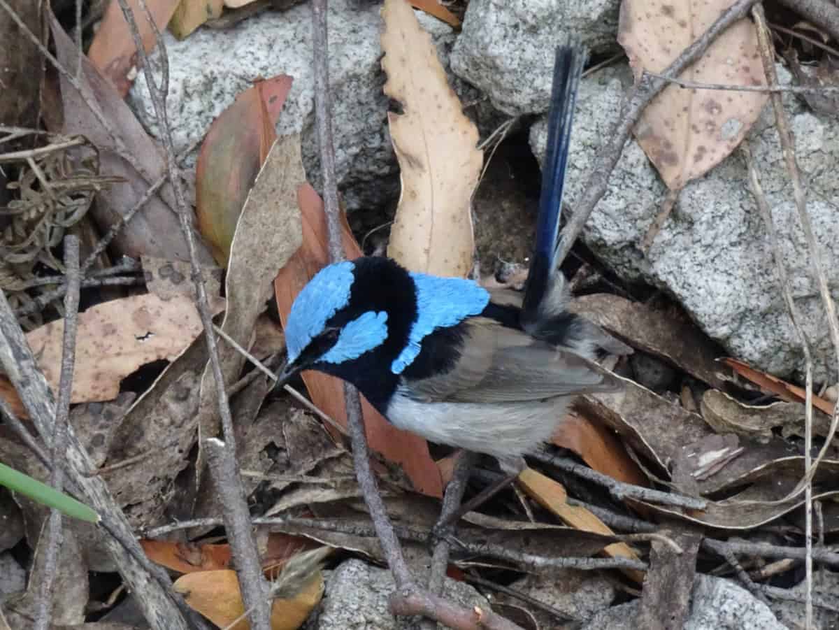 Superb Fairy-Wren Blue Male