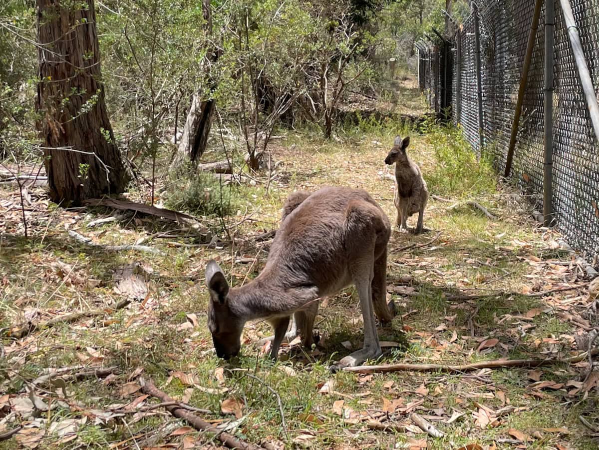 Two Kangaroos outside Cleland Wildlife Park