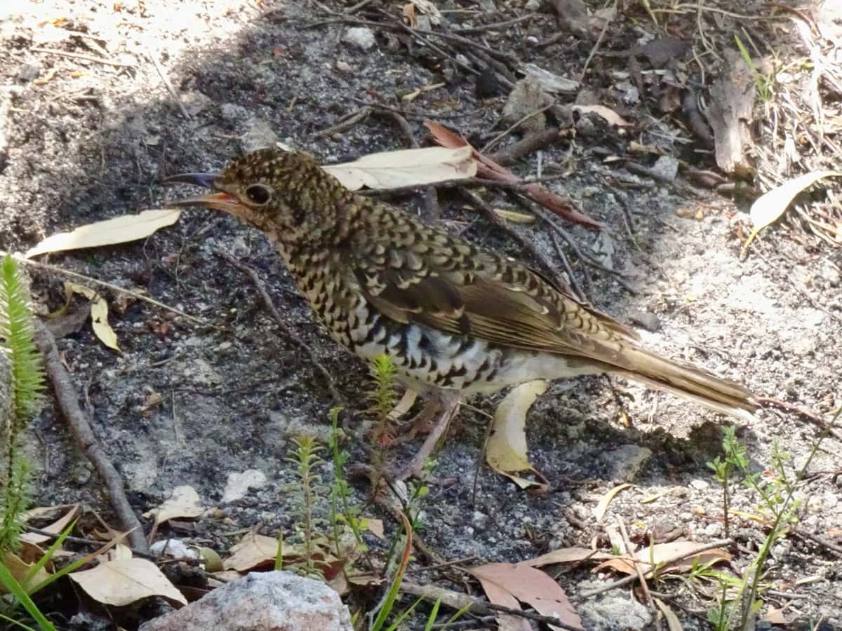 Bassian Thrush Bird Discovery Walk Mount Lofty