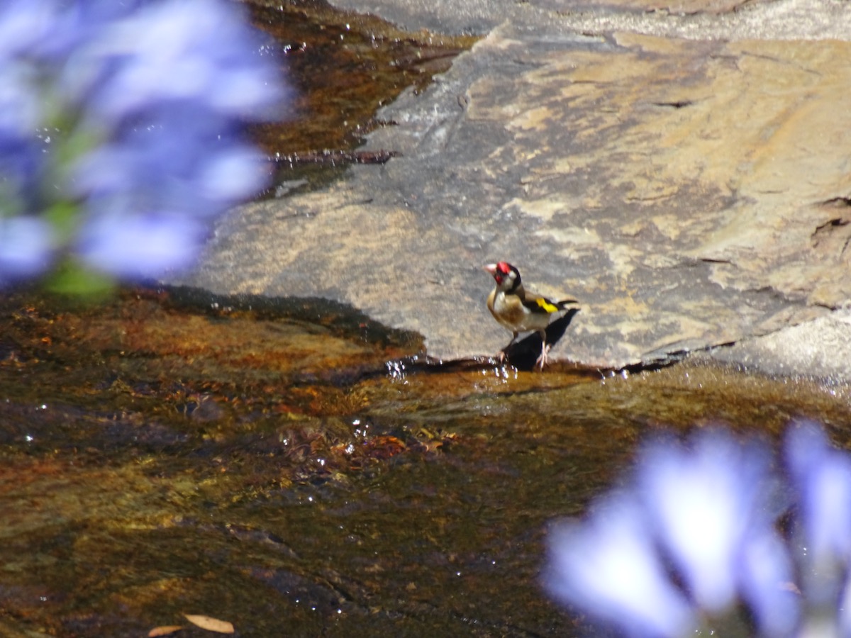 European Goldfinch at Waterfall Gully