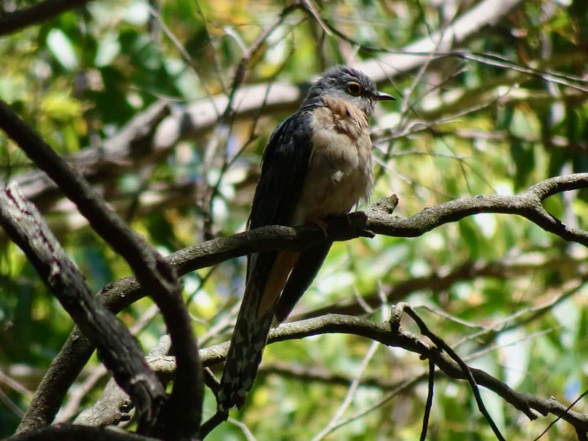 Fan tailed Cuckoo