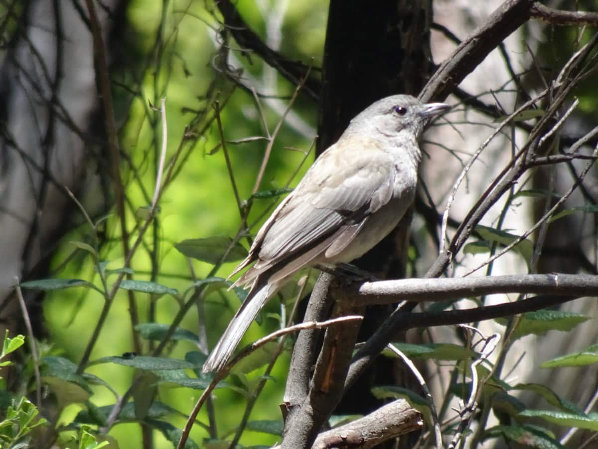 Grey Shrike-thrush Mount Lofty South Australia