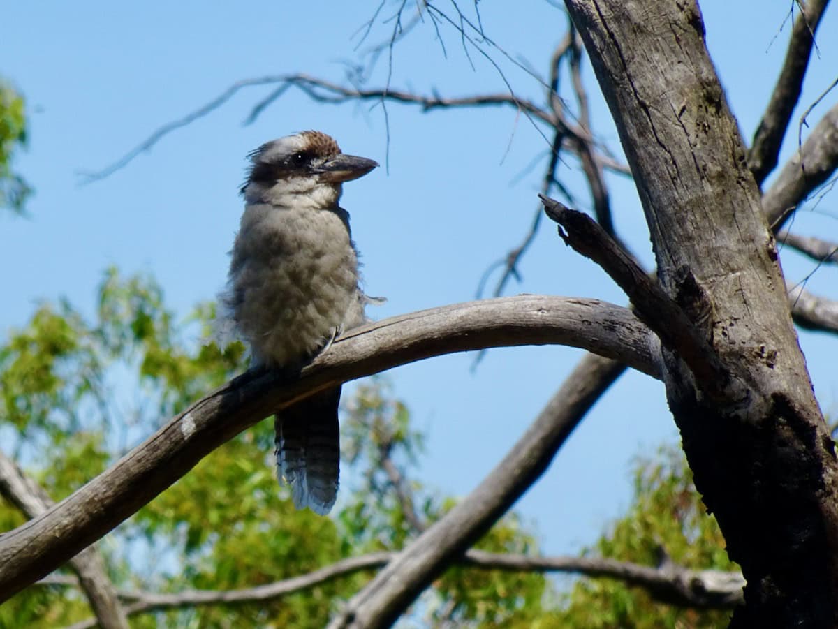 Kookaburra Bird Mount Lofty