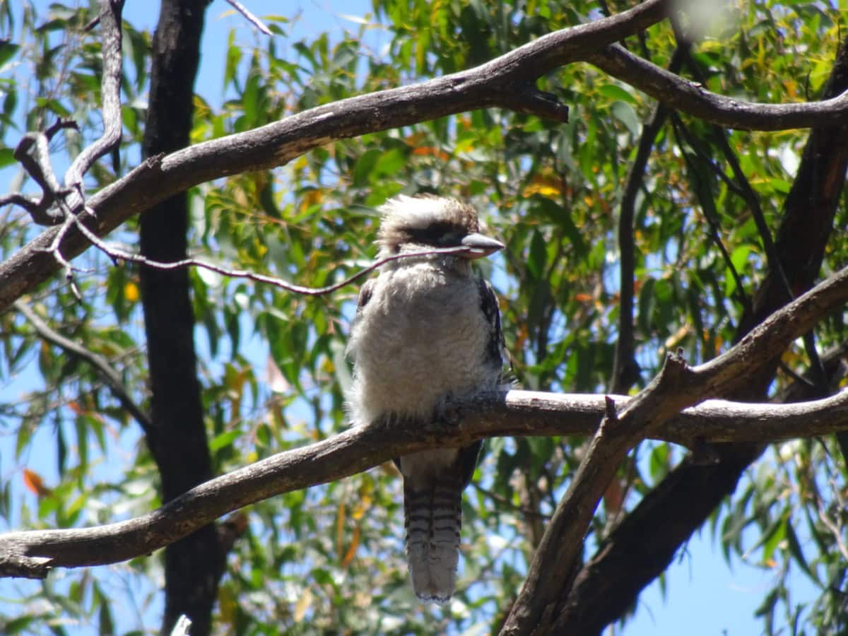 Kookaburra Mount Lofty