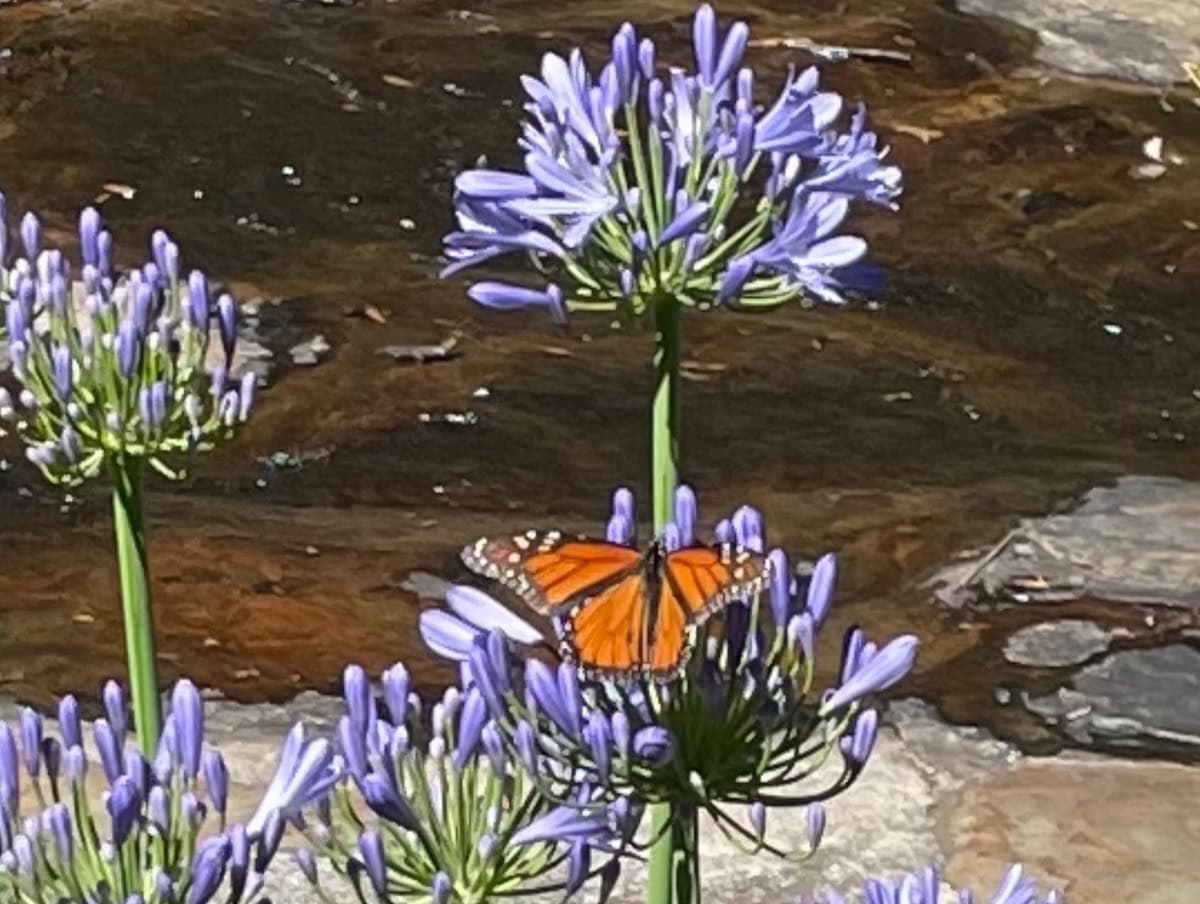 Monarch Butterfly Waterfall Gully