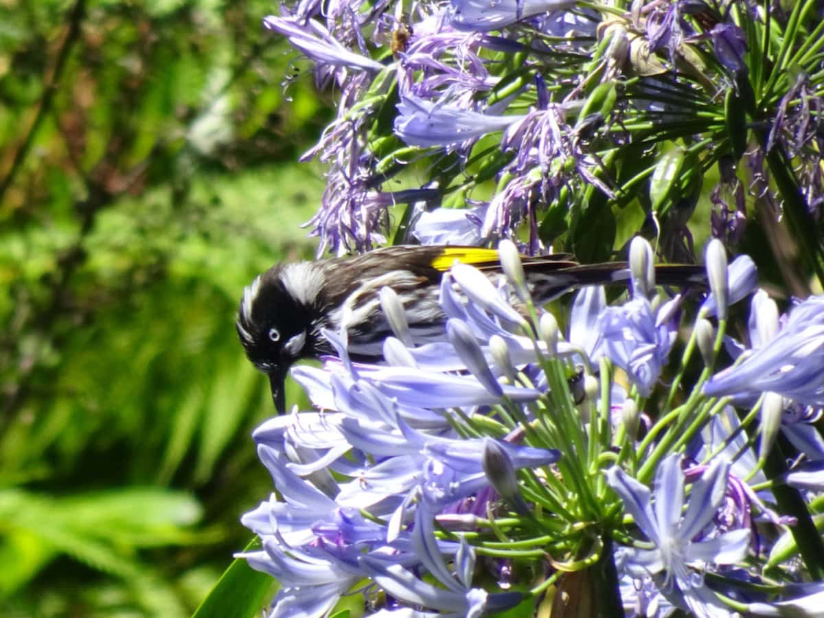 New Holland Honeyeater Waterfall Gully Adelaide