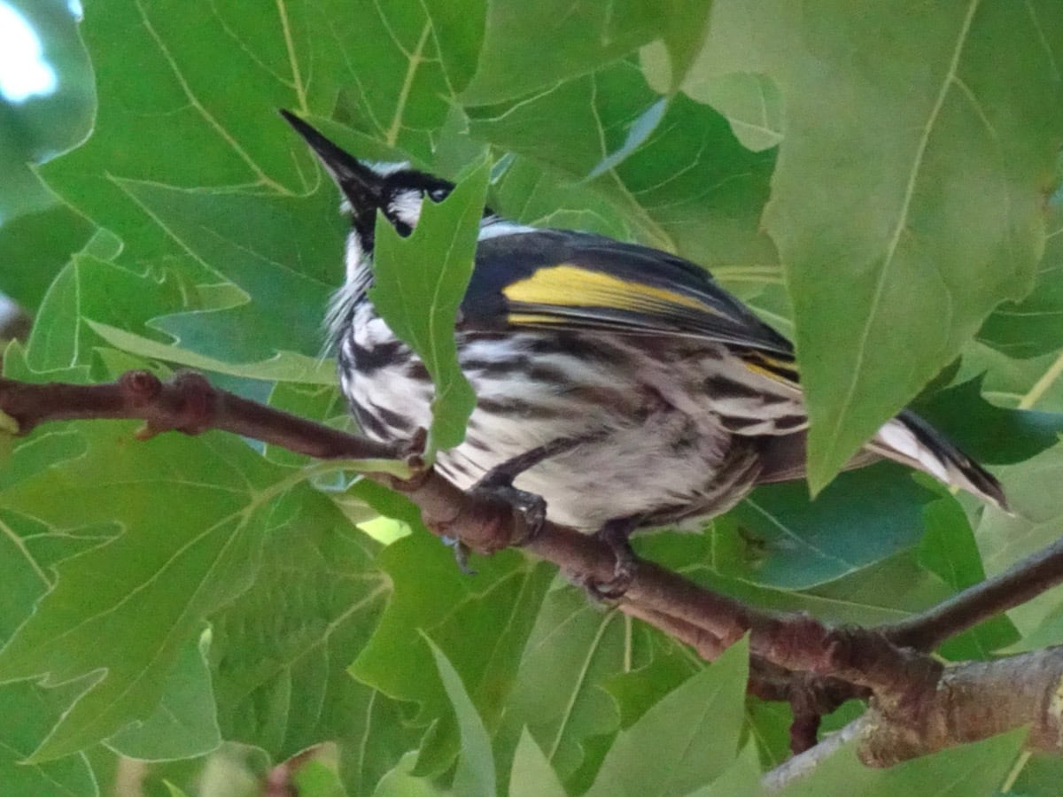 New Holland Honeyeater