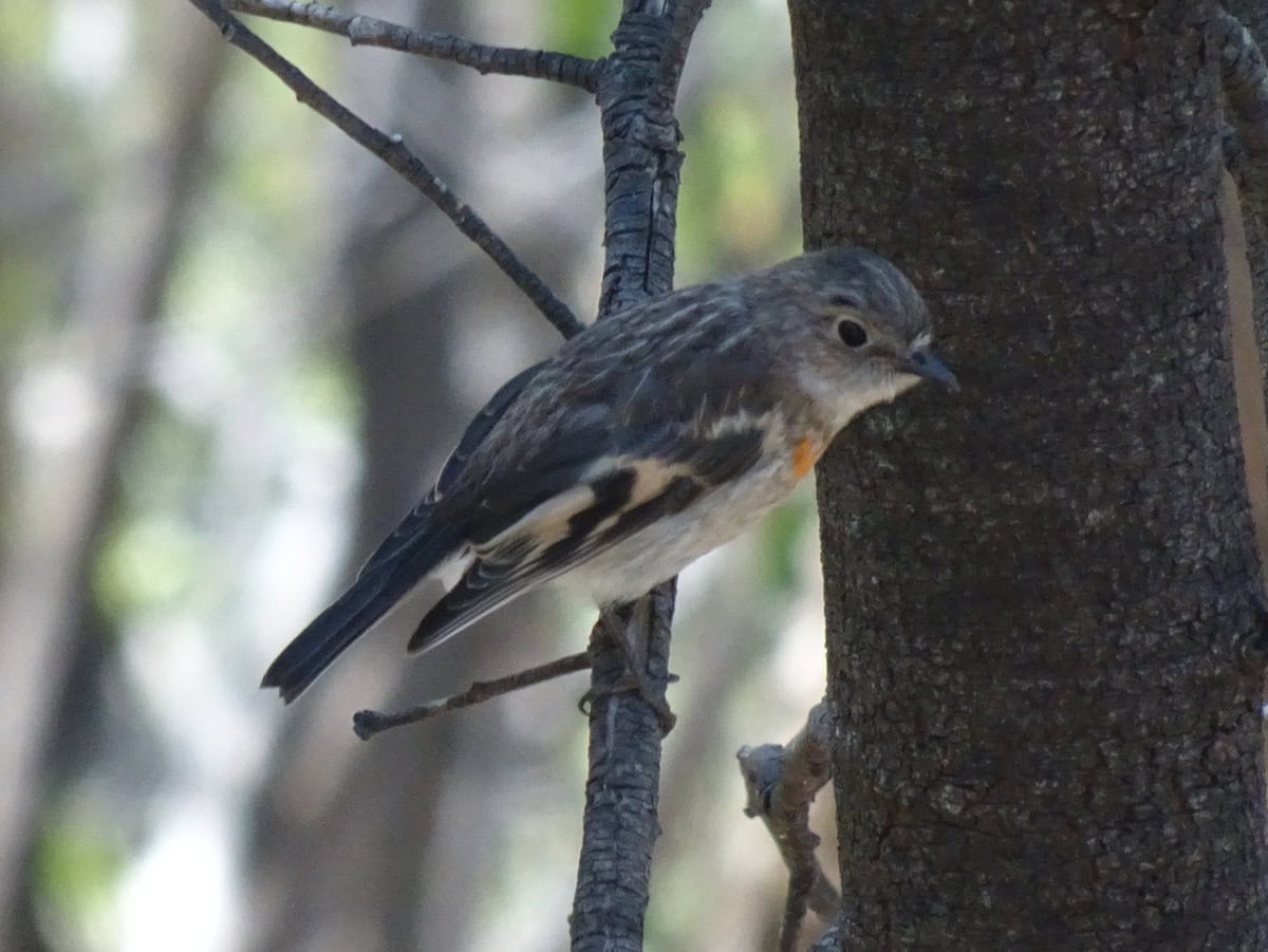 Scarlet Robin Female Bird Mount Lofty Adelaide South Australia