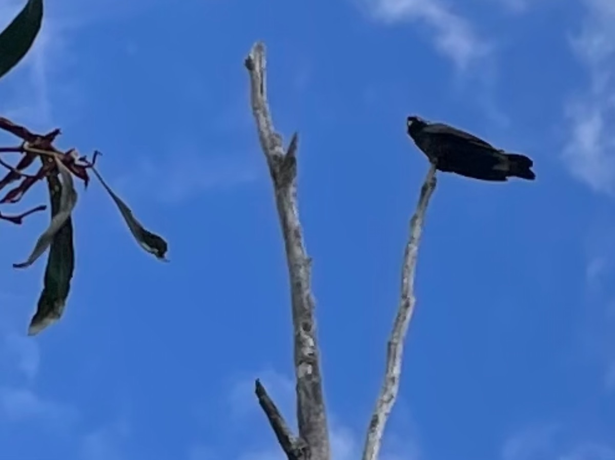 Yellow tailed Black Cockatoo sitting on high tree branch