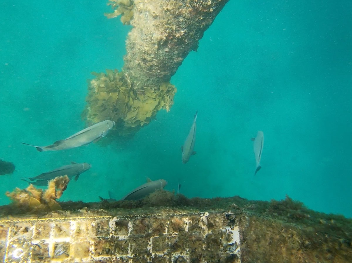 Fish school next to Port Noarlunga Jetty Pylon