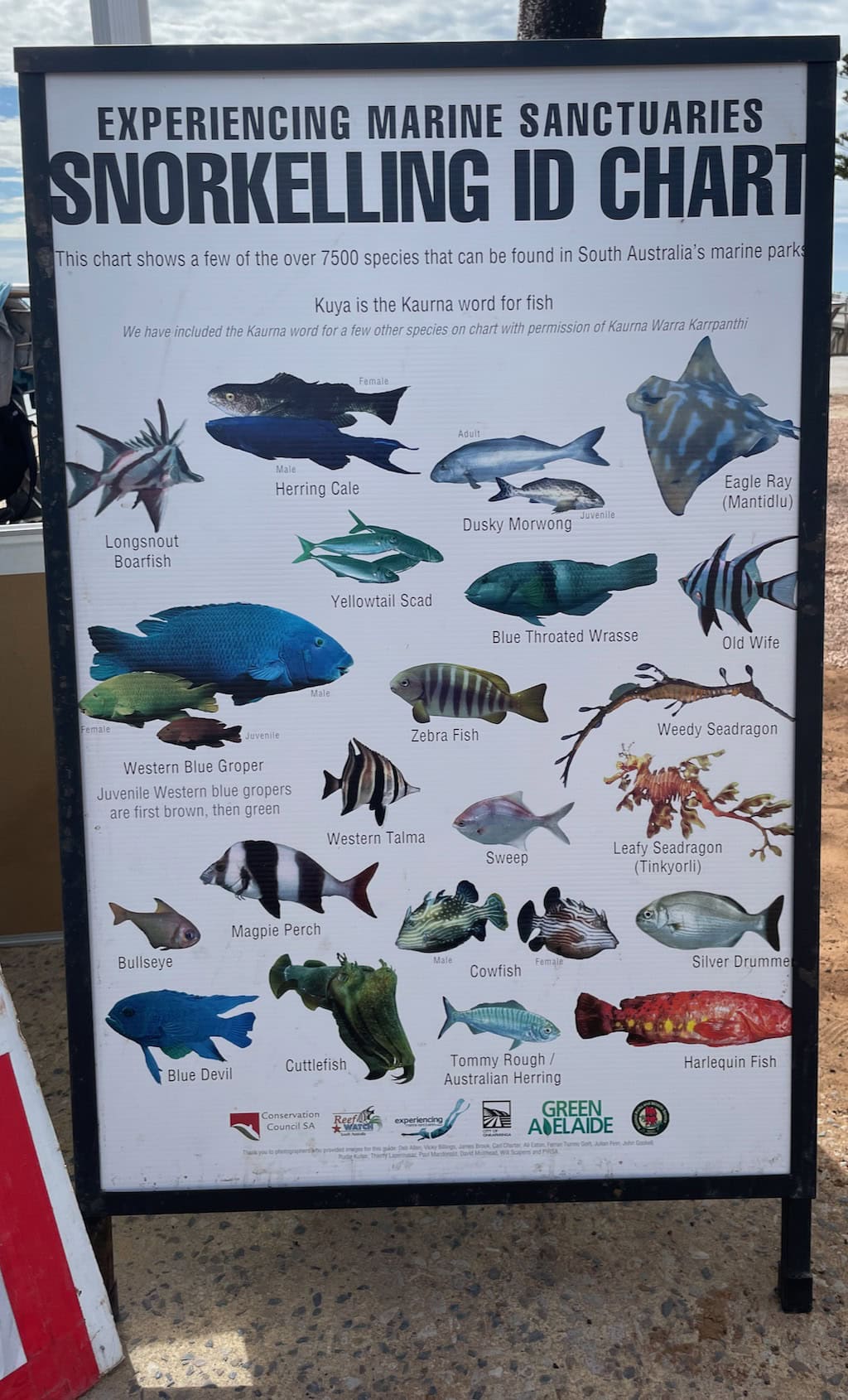 Port Noarlunga Marine Park Snorkelling ID Chart