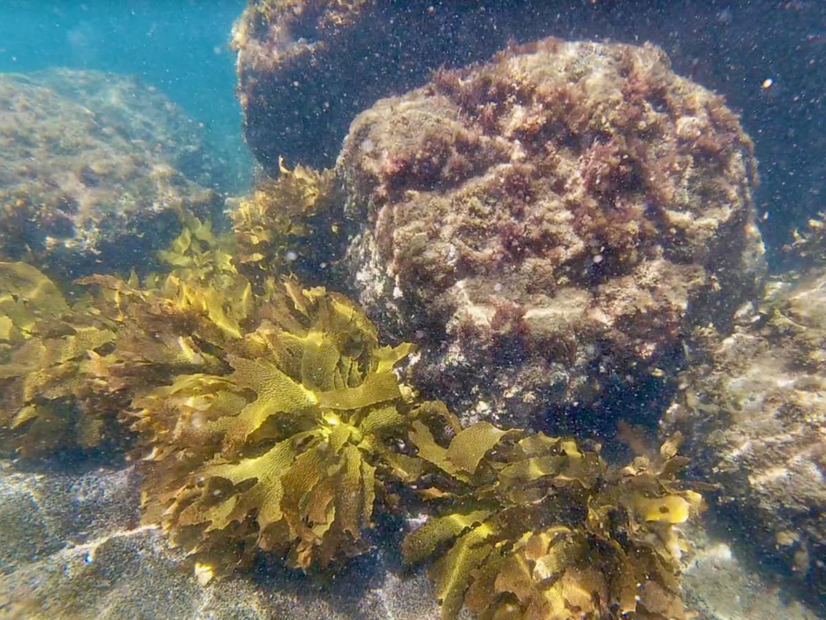 Port Noarlunga Underwater Coral Reef