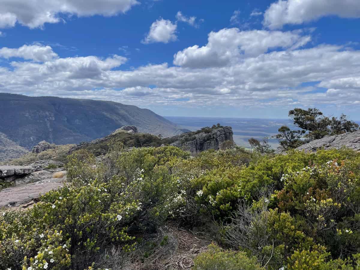Wildflowers Pinnacle Summit Grampians