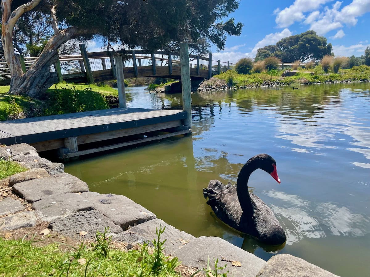 Lake Pertobe Black Swan Warrnambool Great Ocean Road Paradise