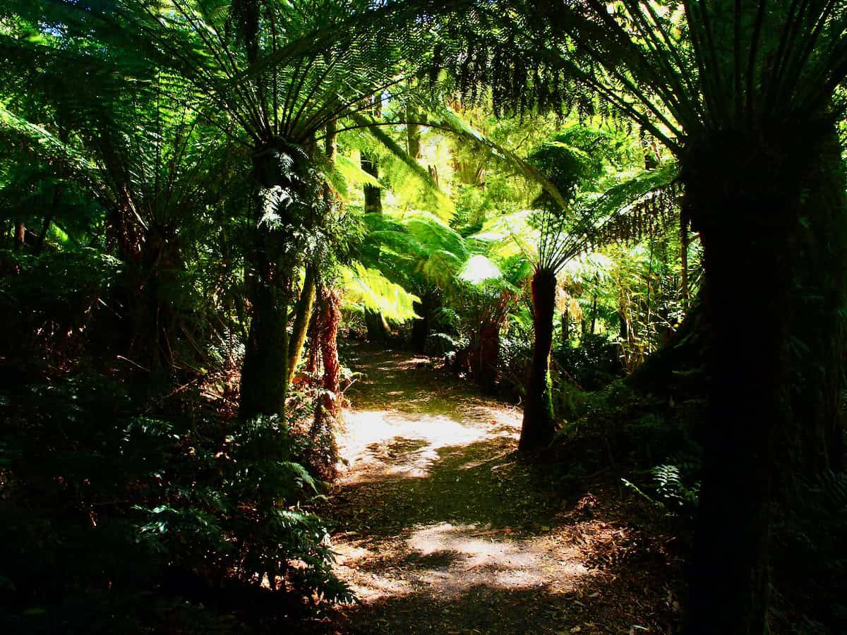 Maits Rest Rainforest Walk Great Ocean Road