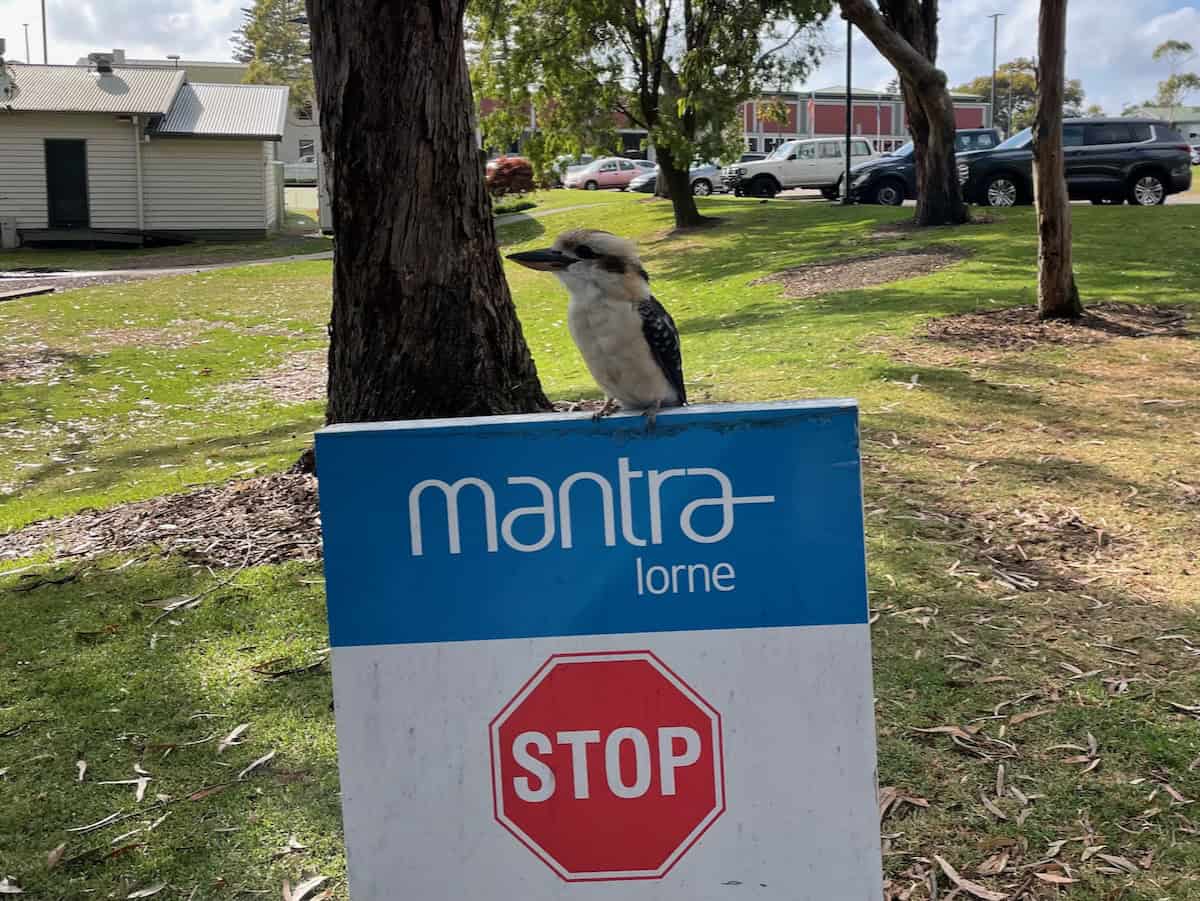 Mantra Lorne Carpark Stop Sign Laughing Kookaburra