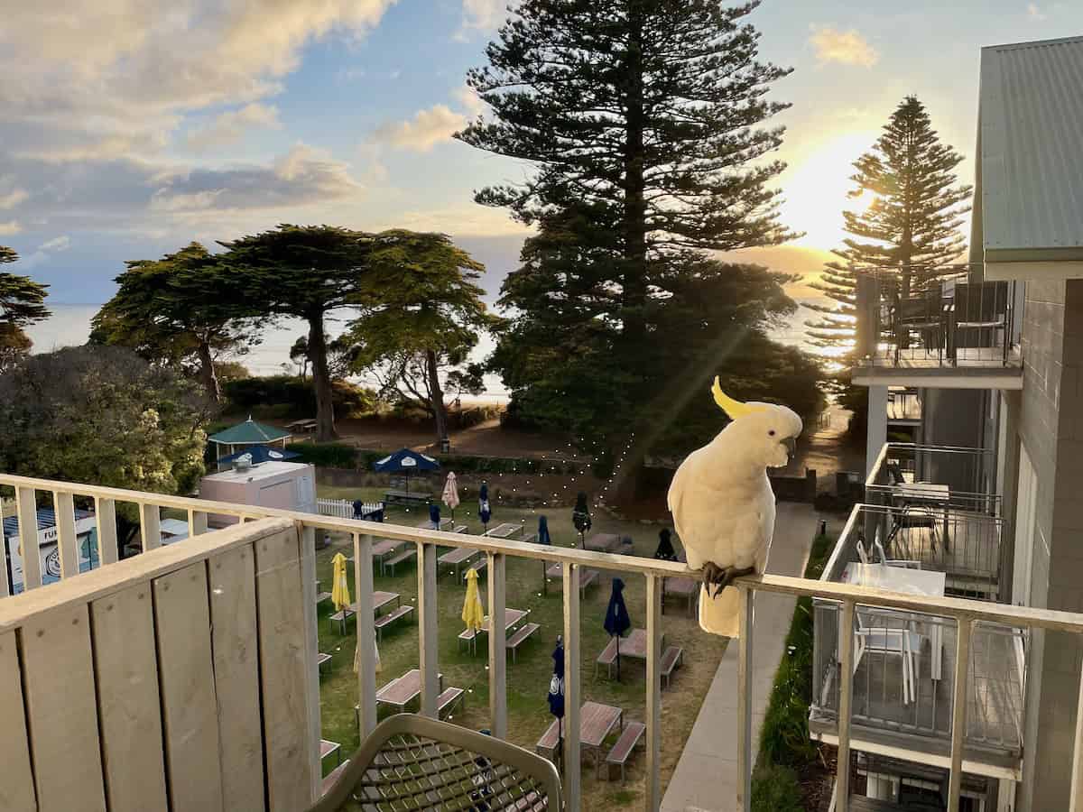 Mantra Lorne Hotel Balcony Cockatoo
