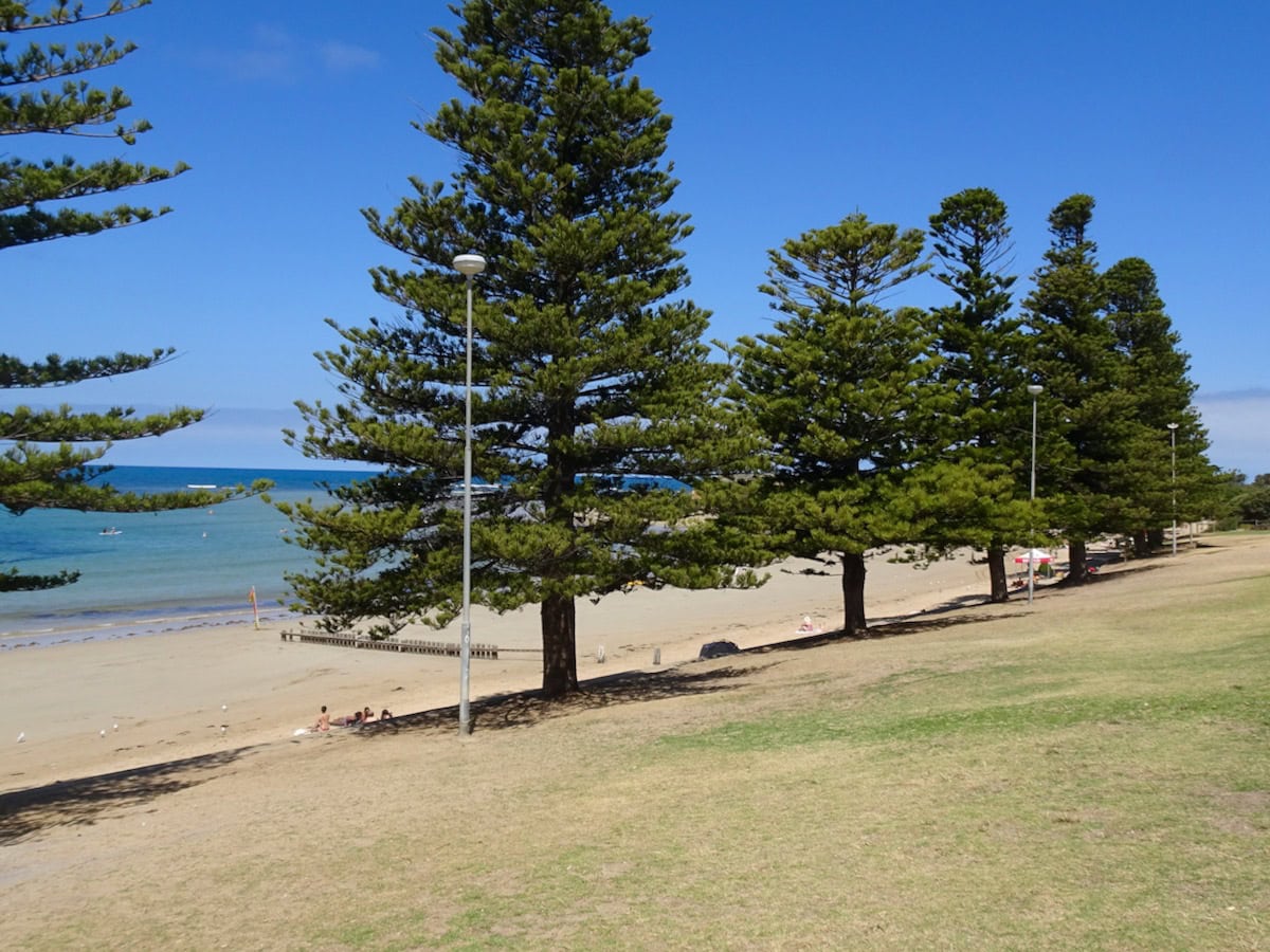 Norfolk island pine trees Torquay foreshore