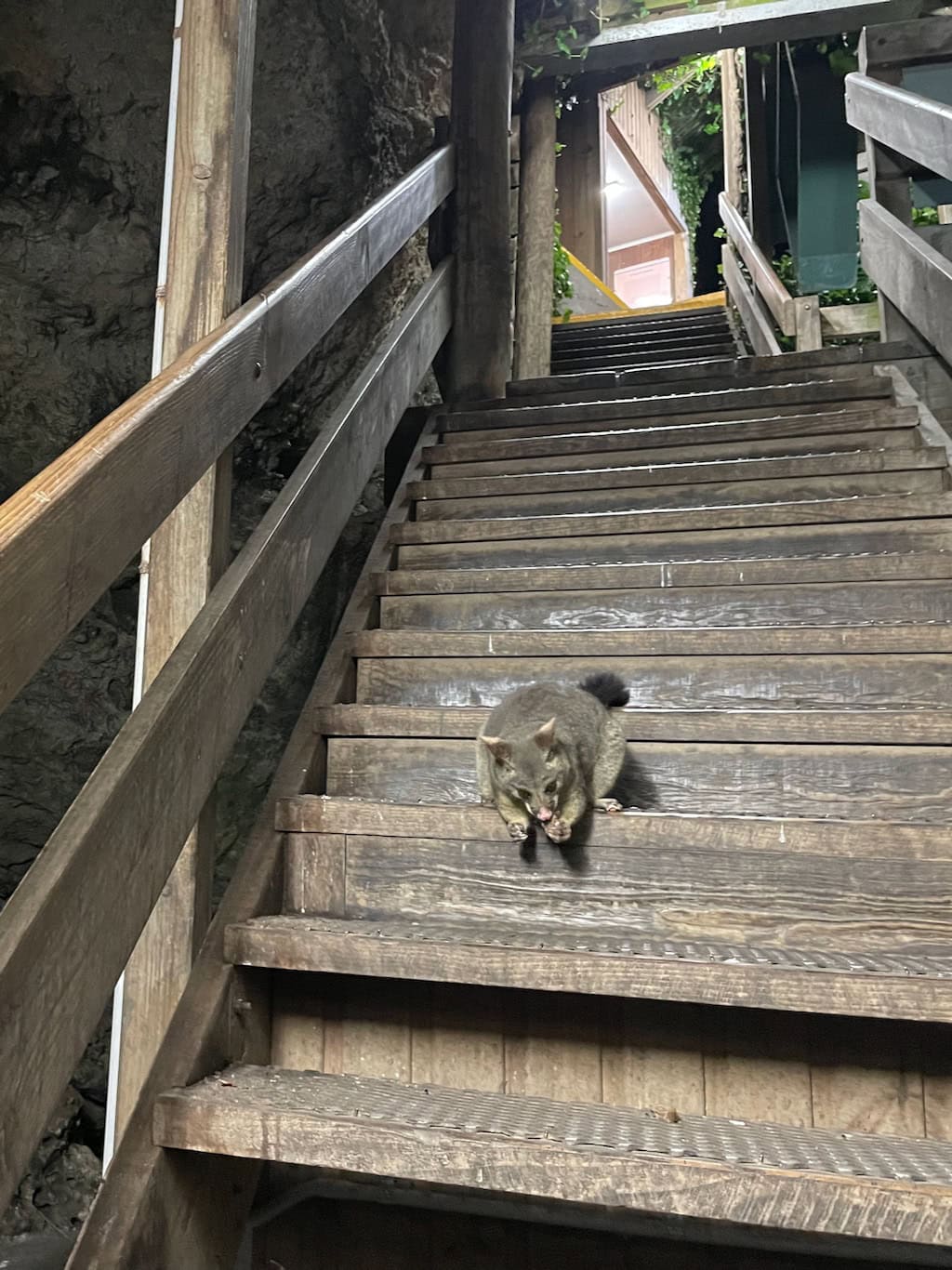 Possum Staircase Umpherston Sinkhole