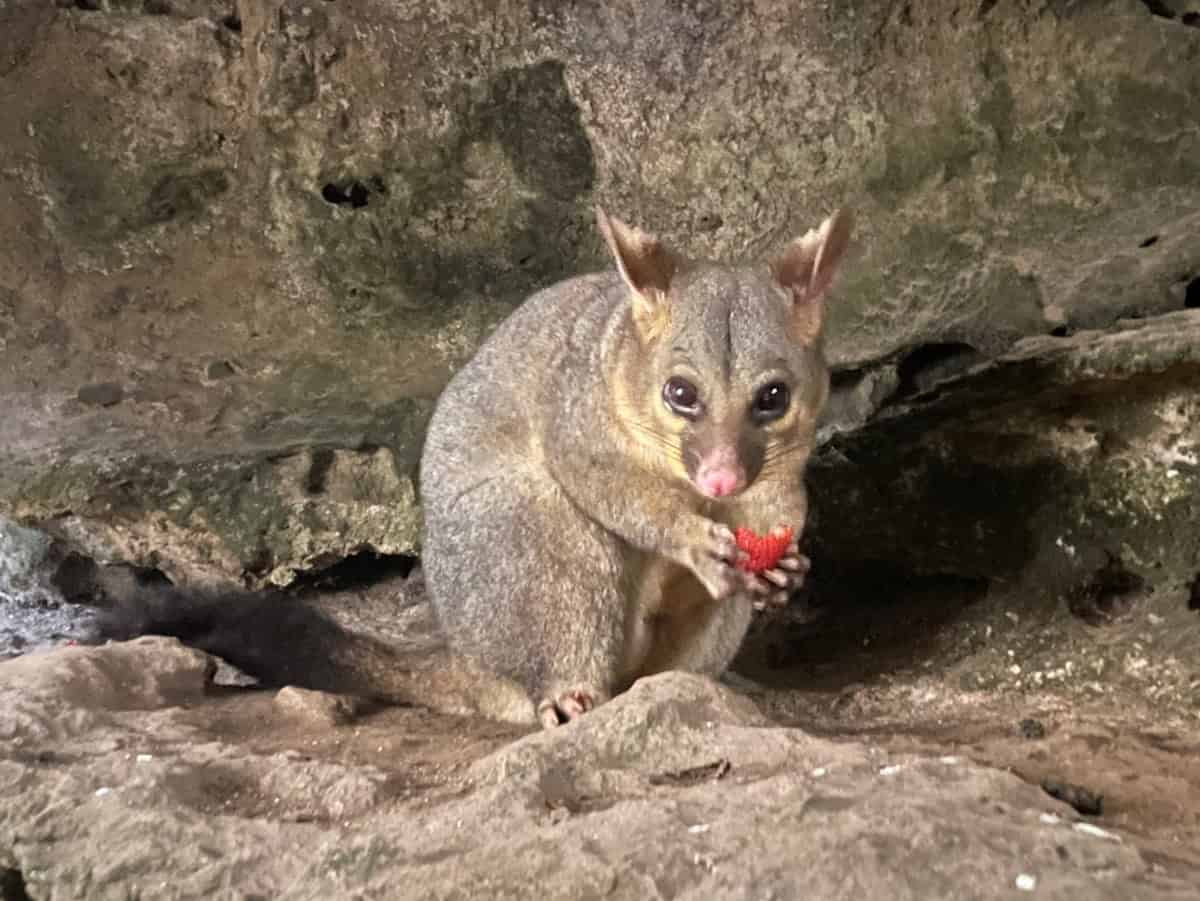 Possum eating strawberry Umpherston Sinkhole Mount Gambier